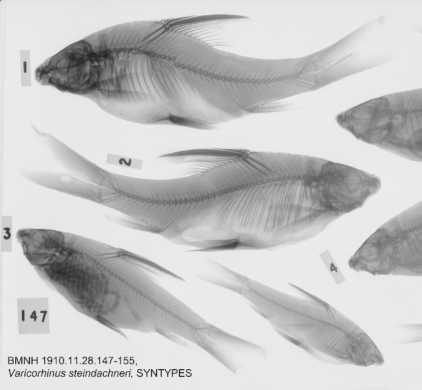 Varicorhinus steindachneri Boulenger, 1910